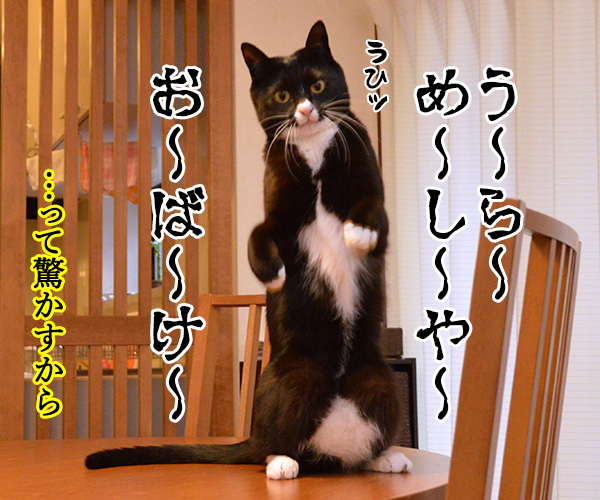 だってボク　猫の写真で４コマ漫画　２コマ目ッ