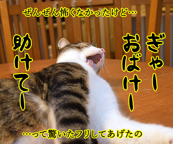 だってボク　猫の写真で４コマ漫画　３コマ目ッ