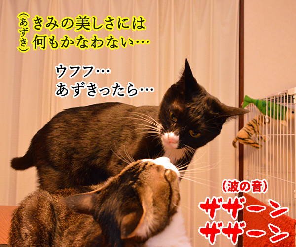 サンセットビーチ　猫の写真で４コマ漫画　２コマ目ッ