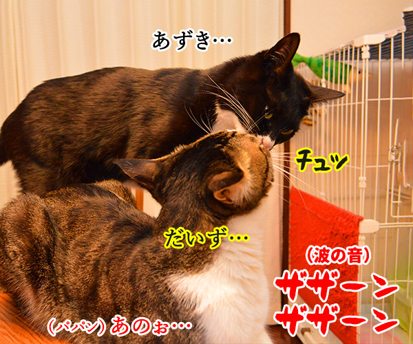 サンセットビーチ　猫の写真で４コマ漫画　３コマ目ッ