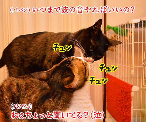 サンセットビーチ　猫の写真で４コマ漫画　４コマ目ッ