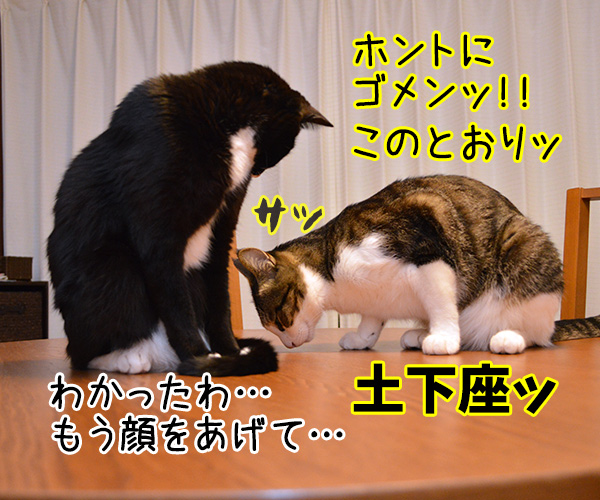 許して　猫の写真で４コマ漫画　２コマ目ッ