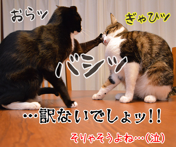 許して　猫の写真で４コマ漫画　４コマ目ッ