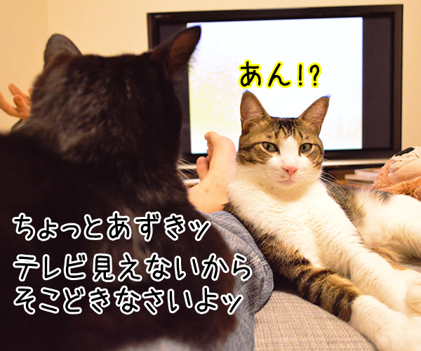 見えないのよッ　猫の写真で４コマ漫画　１コマ目ッ