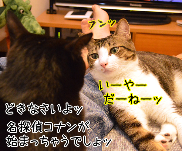 見えないのよッ　猫の写真で４コマ漫画　２コマ目ッ