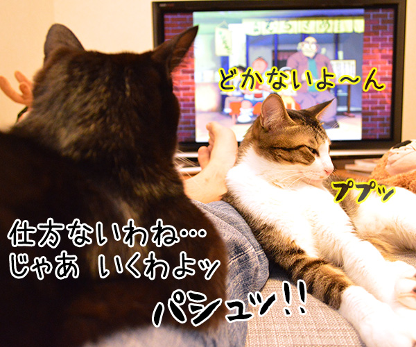 見えないのよッ　猫の写真で４コマ漫画　３コマ目ッ