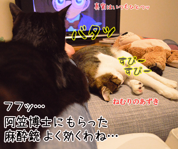 見えないのよッ　猫の写真で４コマ漫画　４コマ目ッ