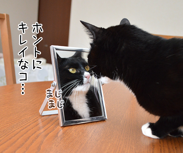 鏡の中の　猫の写真で４コマ漫画　２コマ目ッ