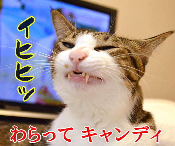 キャンディ　キャンディ　猫の写真で４コマ漫画　４コマ目ッ