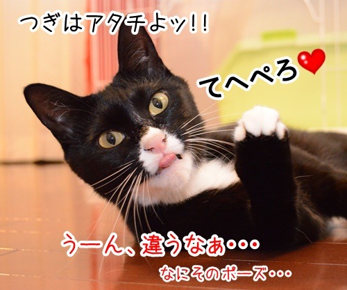 てへぺろ　猫の写真で４コマ漫画　３コマ目ッ