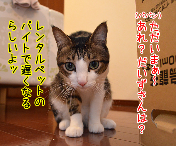 パパンとあずきのこっそりオヤツ　猫の写真で４コマ漫画　１コマ目ッ