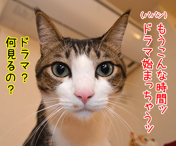 明日、ママがいない？　其の一　猫の写真で４コマ漫画　１コマ目ッ