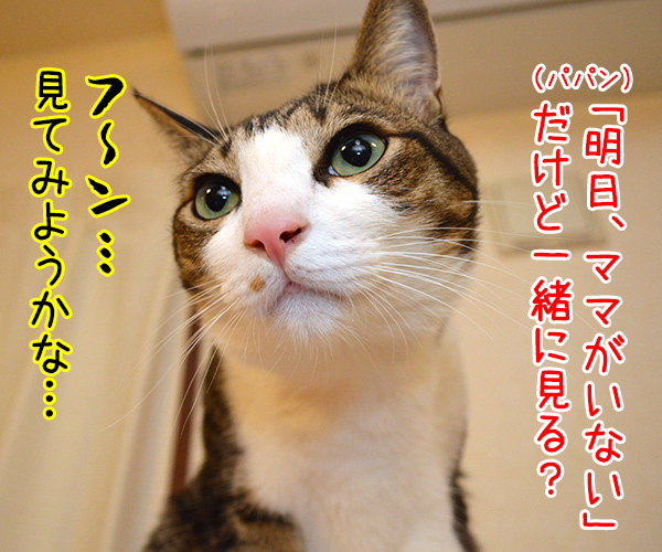 明日、ママがいない？　其の一　猫の写真で４コマ漫画　２コマ目ッ