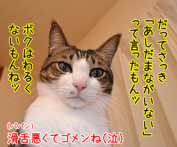 明日、ママがいない？　其の一　猫の写真で４コマ漫画　４コマ目ッ