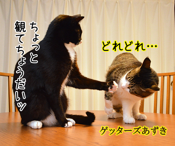 肉球うらない　猫の写真で４コマ漫画　２コマ目ッ