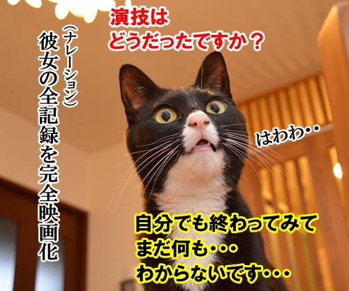 ソチの真央　其の二　猫の写真で４コマ漫画　３コマ目ッ