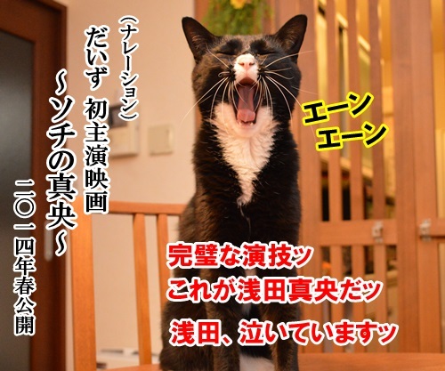 ソチの真央　其の二　猫の写真で４コマ漫画　４コマ目ッ