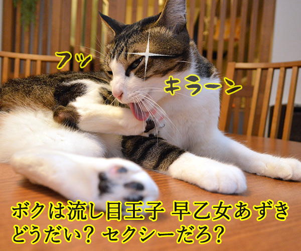 流し目王子　早乙女あずき　猫の写真で４コマ漫画　１コマ目ッ