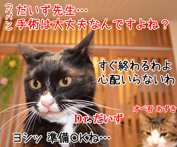 Ｄｒ.だいず　猫の写真で４コマ漫画　１コマ目ッ