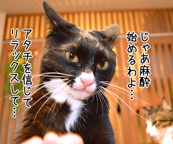 Ｄｒ.だいず　猫の写真で４コマ漫画　２コマ目ッ