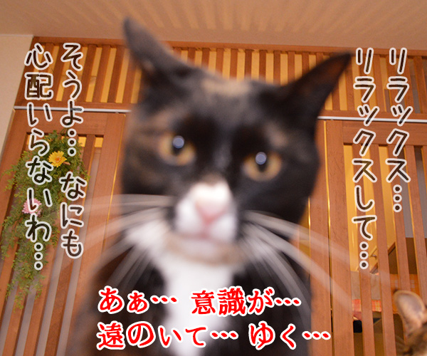 Ｄｒ.だいず　猫の写真で４コマ漫画　３コマ目ッ