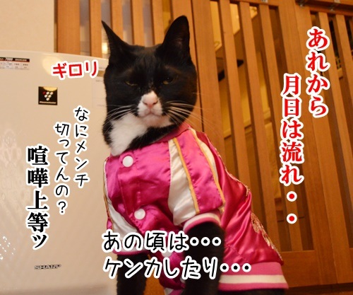 Ｄ子さん　その後　猫の写真で４コマ漫画　１コマ目ッ