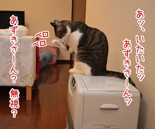 あずきさんを呼ぶとき　猫の写真で４コマ漫画　２コマ目ッ