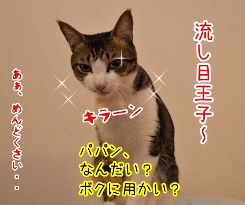 あずきさんを呼ぶとき　猫の写真で４コマ漫画　４コマ目ッ