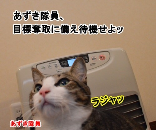 アタック　猫の写真で４コマ漫画　１コマ目ッ