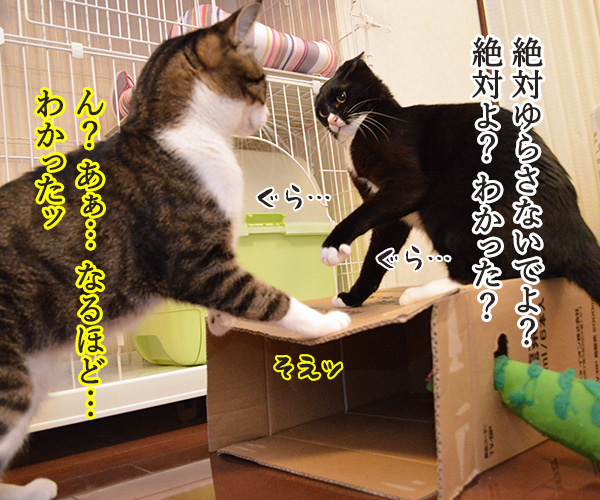 ゆらさないでッ　猫の写真で４コマ漫画　１コマ目ッ