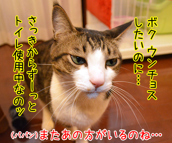 ボクがウンチョスしたいのにッ　猫の写真で４コマ漫画　３コマ目ッ