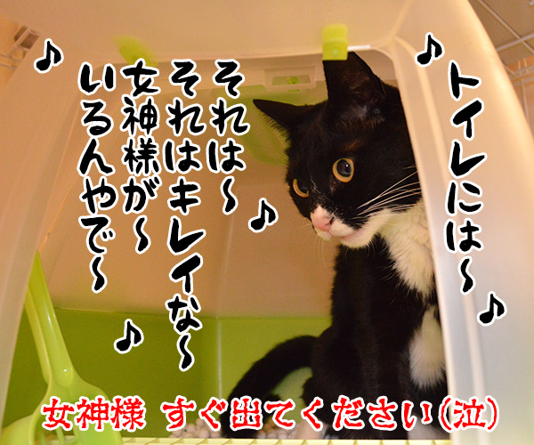 ボクがウンチョスしたいのにッ　猫の写真で４コマ漫画　４コマ目ッ