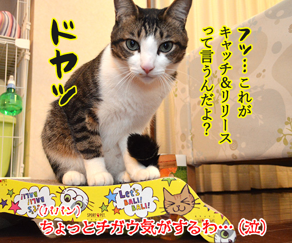 キャッチ アンド…　猫の写真で４コマ漫画　４コマ目ッ