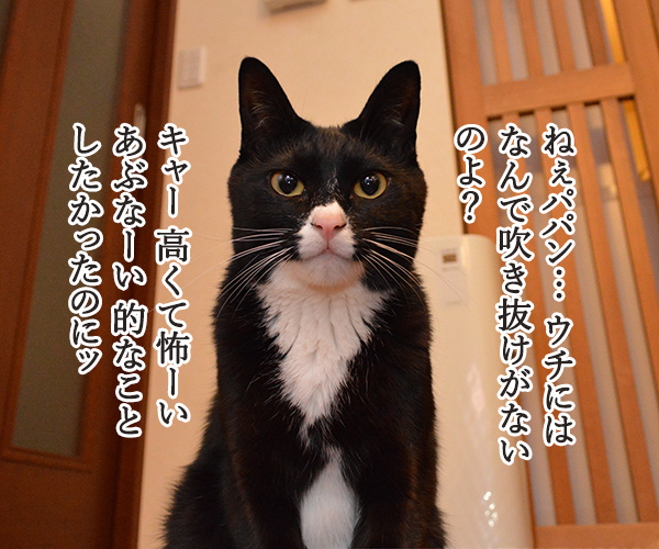 なんということでしょう？　猫の写真で４コマ漫画　１コマ目ッ