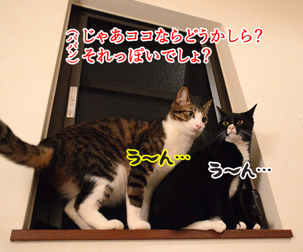 なんということでしょう？　猫の写真で４コマ漫画　２コマ目ッ