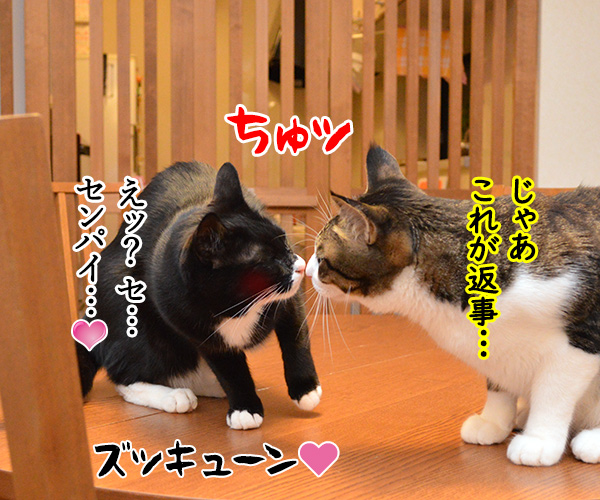 センパイ　猫の写真で４コマ漫画　４コマ目ッ