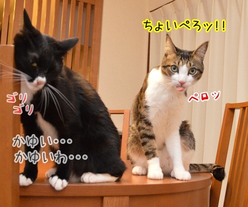 彼の名は…　猫の写真で４コマ漫画　２コマ目ッ