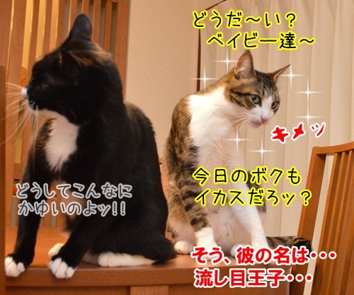 彼の名は…　猫の写真で４コマ漫画　４コマ目ッ