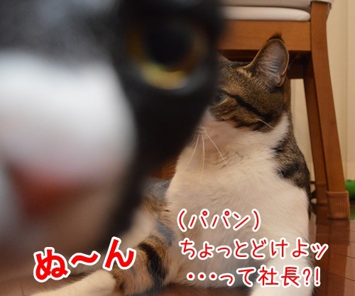 パパラッチ　猫の写真で４コマ漫画　４コマ目ッ