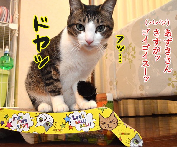 エビキャッチ　其の一　猫の写真で４コマ漫画　３コマ目ッ