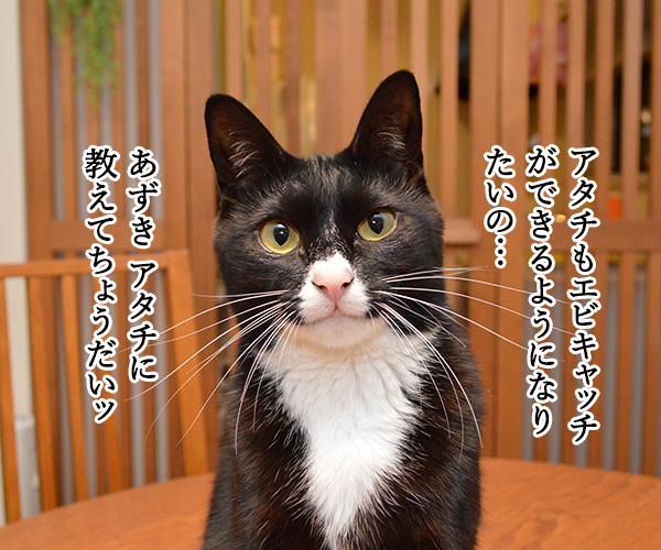 エビキャッチ　其の二　猫の写真で４コマ漫画　１コマ目ッ