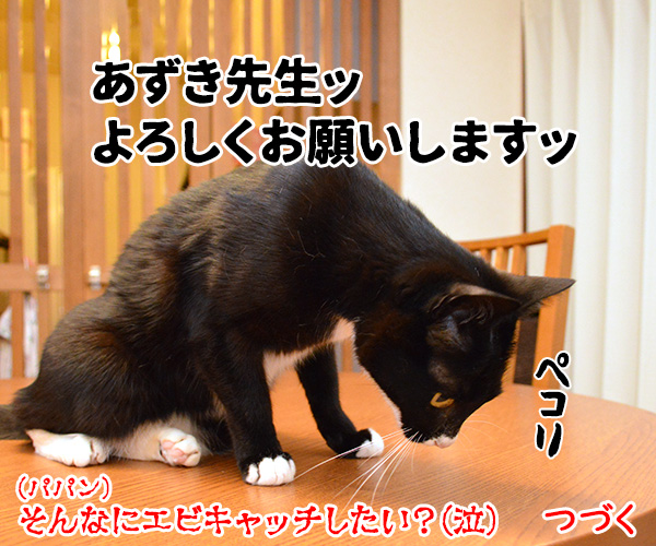 エビキャッチ　其の二　猫の写真で４コマ漫画　４コマ目ッ