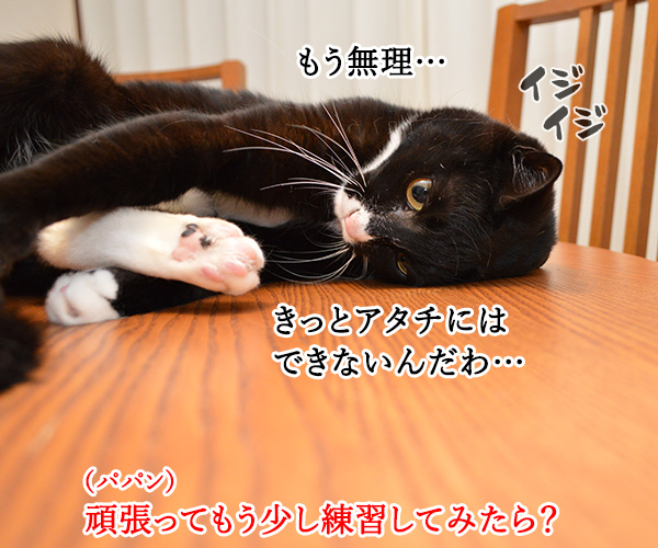 エビキャッチ　其の三　猫の写真で４コマ漫画　２コマ目ッ