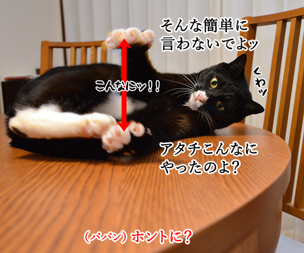 エビキャッチ　其の三　猫の写真で４コマ漫画　３コマ目ッ