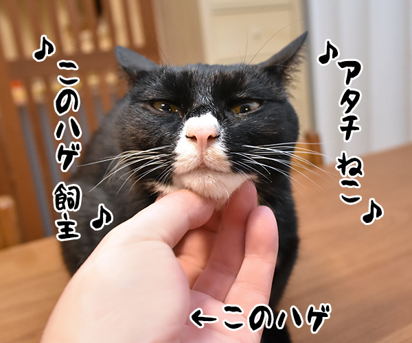 あたし、ねこ