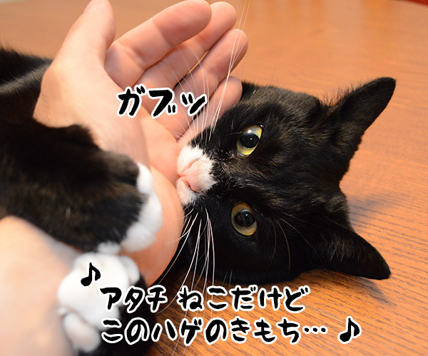 あたし、ねこ　猫の写真で４コマ漫画　３コマ目ッ