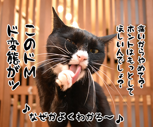 あたし、ねこを歌ってみた　猫の写真で４コマ漫画　４コマ目ッ