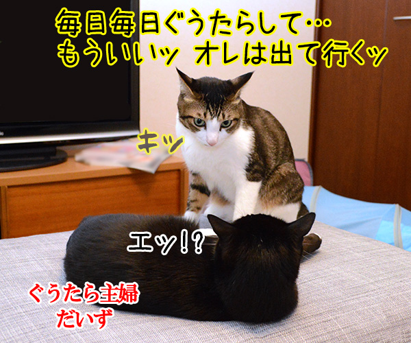 ぐうたら主婦　猫の写真で４コマ漫画　１コマ目ッ