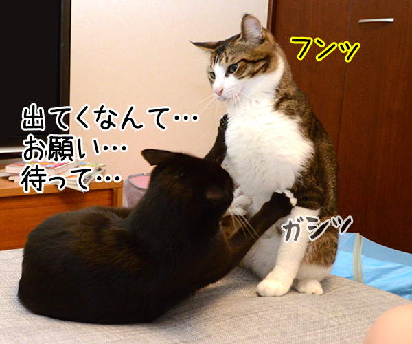 ぐうたら主婦　猫の写真で４コマ漫画　２コマ目ッ