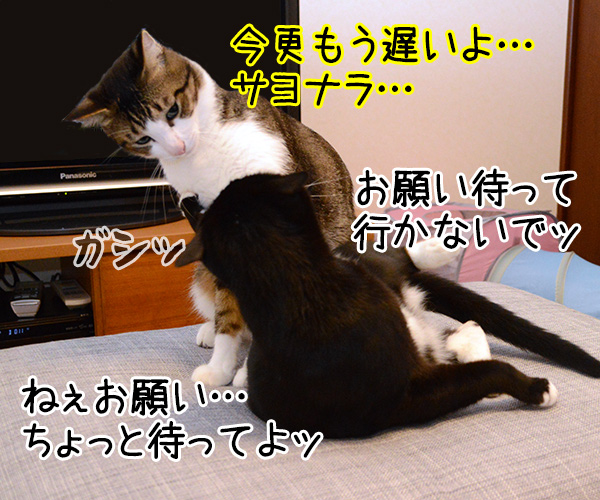 ぐうたら主婦　猫の写真で４コマ漫画　３コマ目ッ